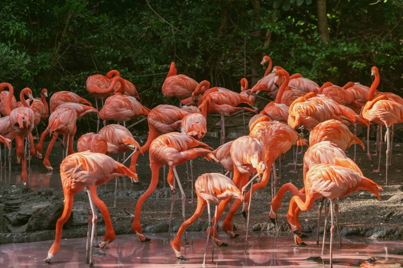 A wide angle of a flock of brightly coloured flamingos.