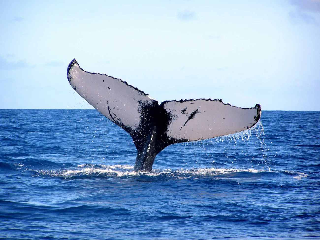 A whale fluke spotted off the coast of Bermuda