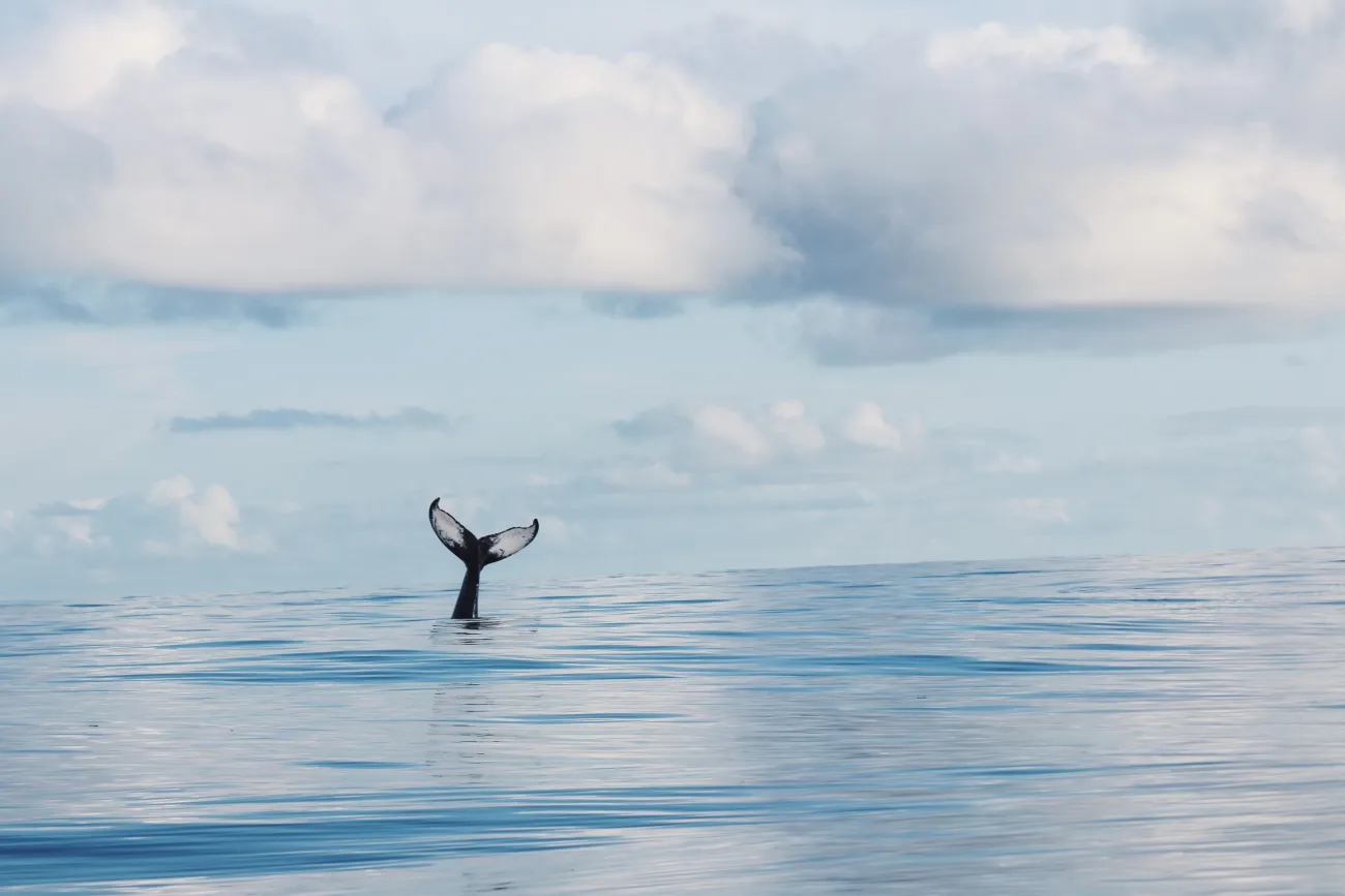 A whale tail is pocking out of the water off of Bermuda.