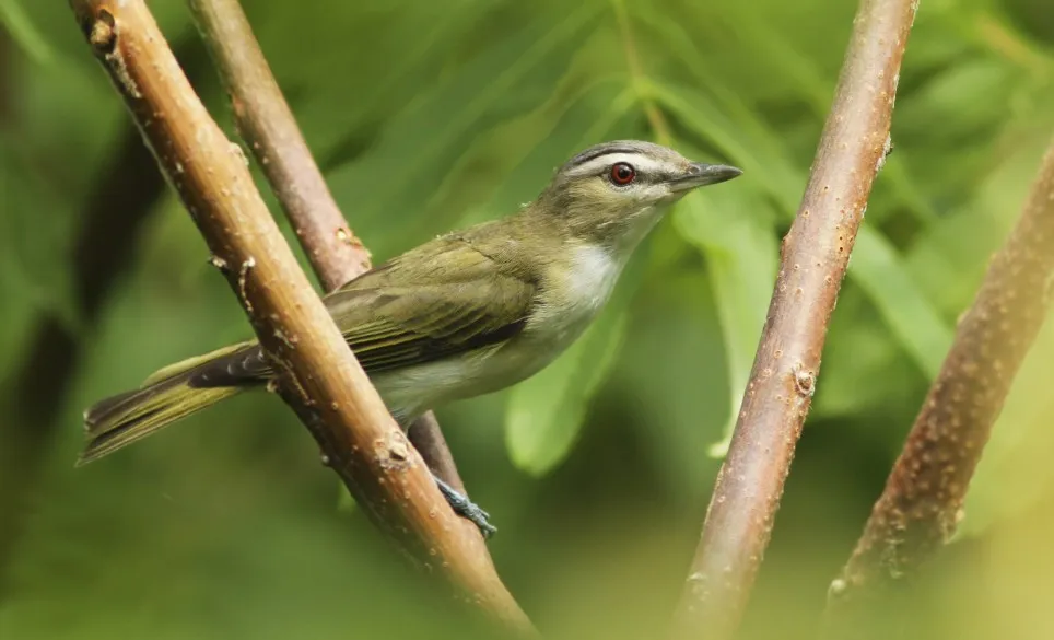 Red eyed vireo