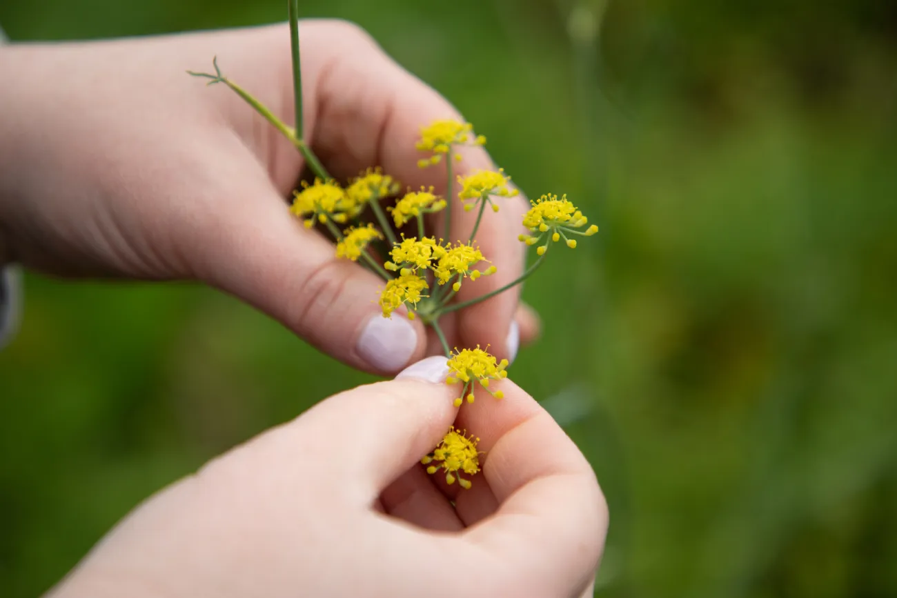 Flowers at Spittal Pond Nature Reserve in Bermuda