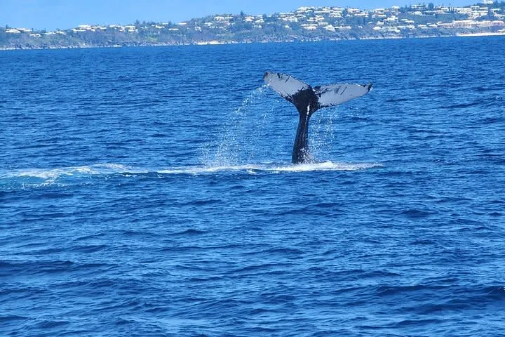 Whale Watching Tours