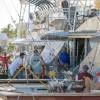 Sea Horse Anglers Club Billfish Tournament
