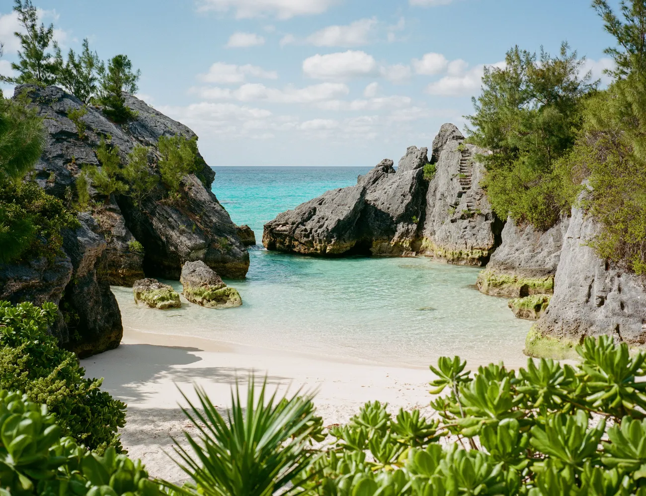 Jobson's Cove – Jobson's Cove