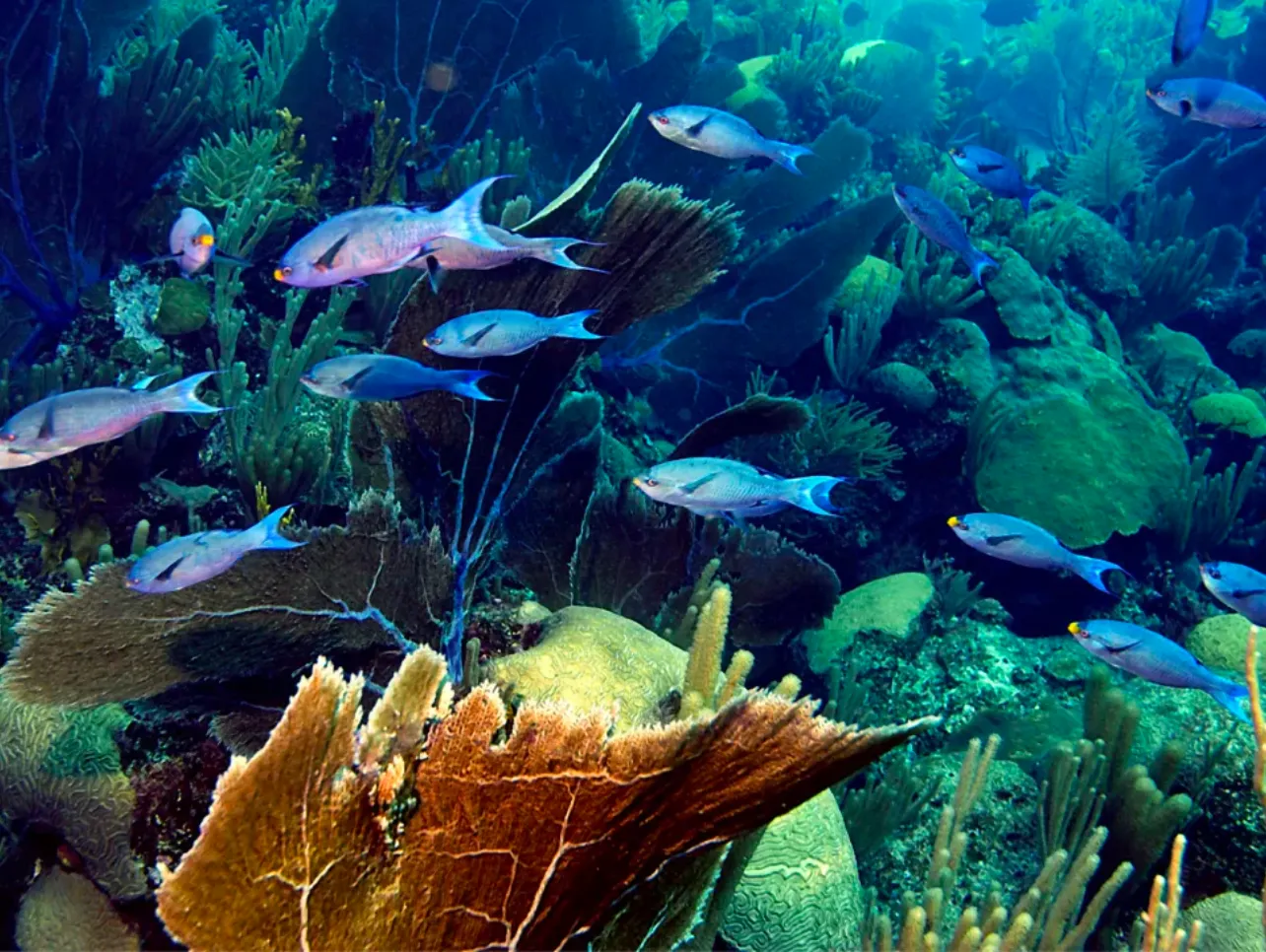 Coral Garden Workshop At Rosewood Bermuda