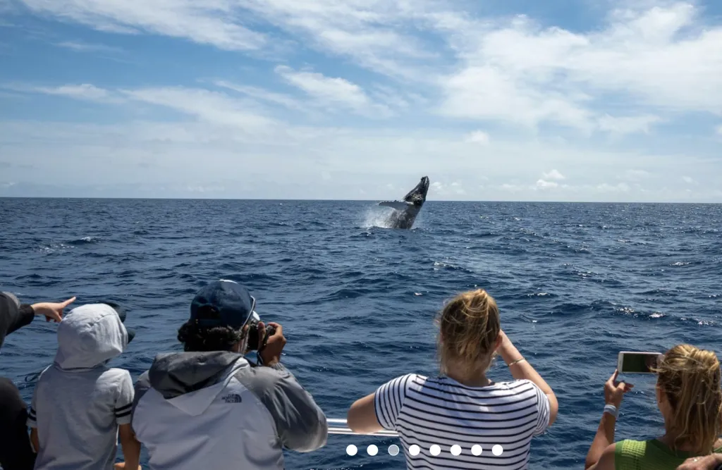 Whale Watching Tours