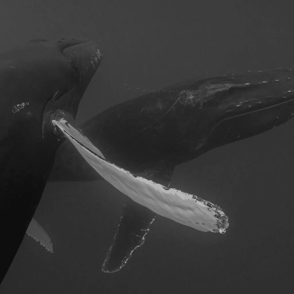 The Humpback Whales Of The Sargasso Sea With Andrew Stevenson