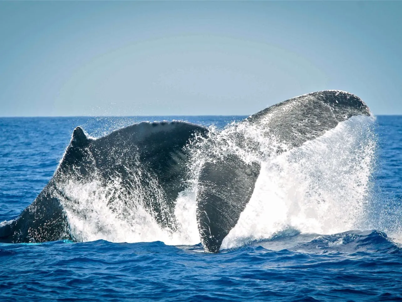 Whale Watching With Island Tour Centre