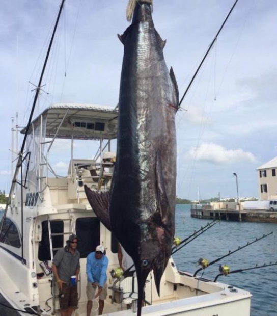 Atlantic Spray Charters – Fish