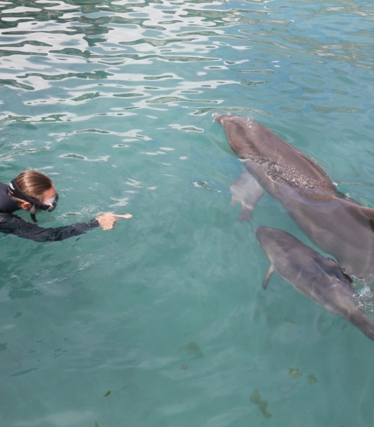 Dolphin Quest Bermuda – Discover Baby Dolphins