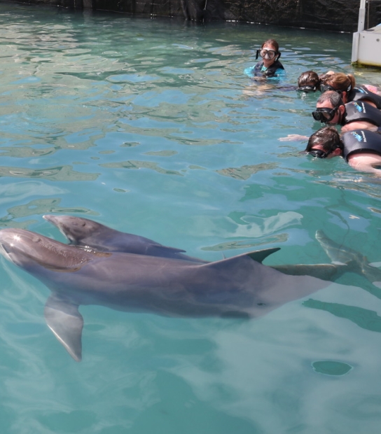 Dolphin Quest Bermuda – Bailey's Calf Born June 1st 2019