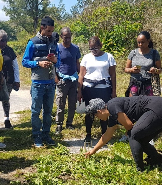 Taste The Wild Edible Flavours Of Bermuda