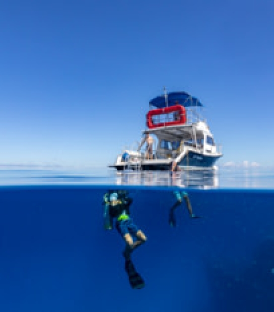 Dive Show & Family Day At BAMZ