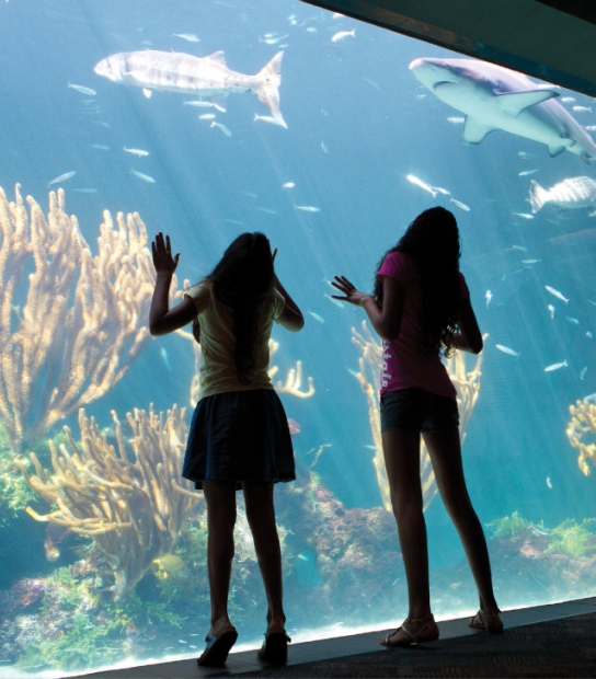 Bermuda Aquarium, Museum & Zoo (BAMZ) – BAMZ