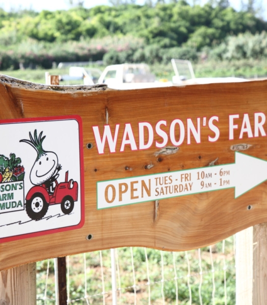 Wadson's Farm – Wadson Farms