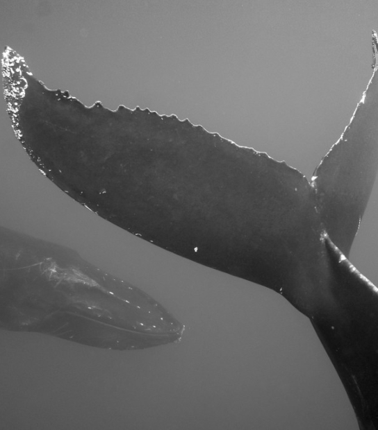 The Ocean They Inhabit Exhibit | Bermuda National Gallery