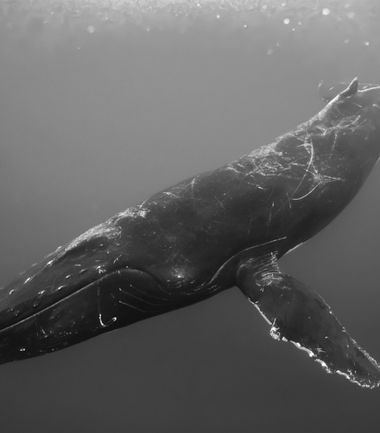 The Ocean They Inhabit Exhibit | Bermuda National Gallery
