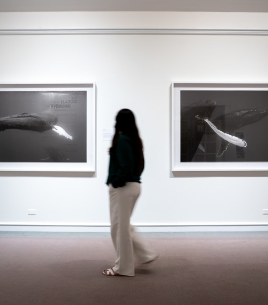 The Ocean They Inhabit Exhibit | Bermuda National Gallery