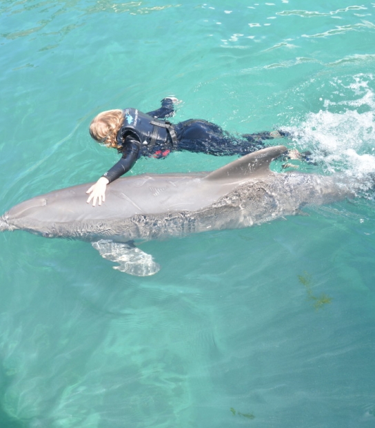 Dolphin Quest Bermuda – Dolphin Quest Bermuda