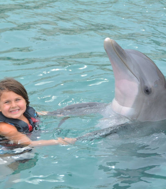 Dolphin Quest Bermuda – Dolphin Quest Bermuda