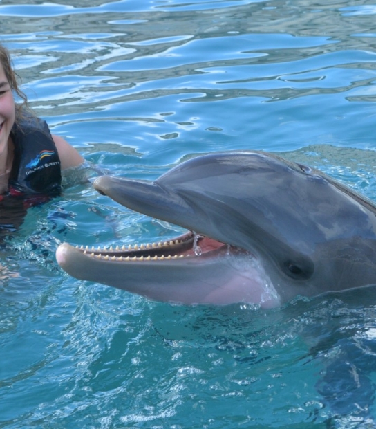 Dolphin Quest Bermuda – Dolphin Quest Bermuda