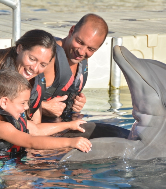 Dolphin Quest Bermuda – Dolphin Quest Bermuda