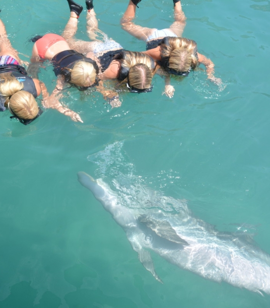 Dolphin Quest Bermuda – Dolphin Quest Bermuda