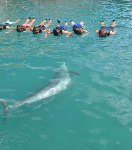 Dolphin Quest Bermuda – A View You Can't Get Anywhere Else