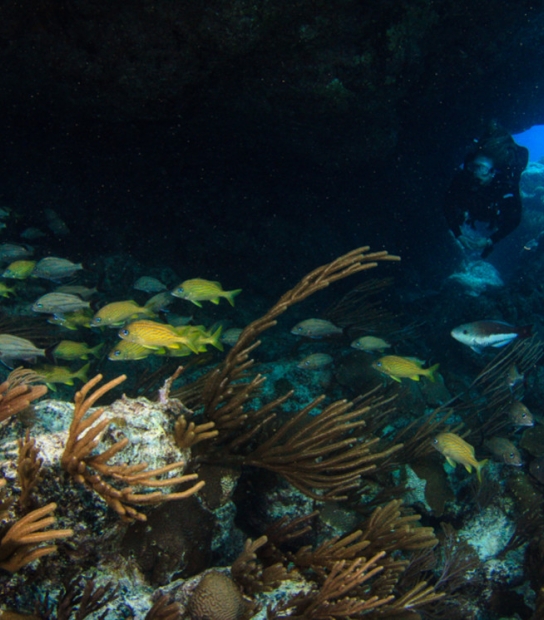 Dive Bermuda at Fairmont Southampton – Dive Bermuda
