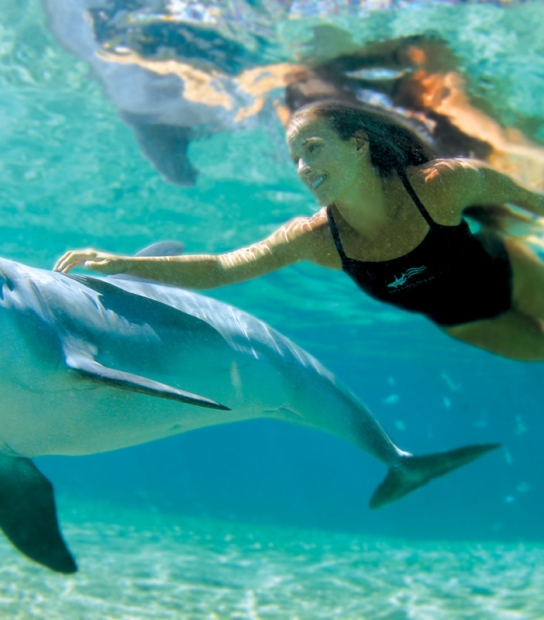 Dolphin Quest Bermuda – Dolphin Quest