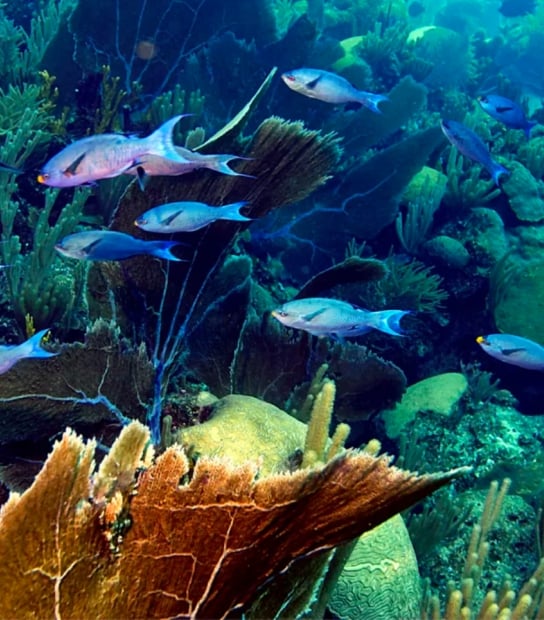 Coral Garden Workshop At Rosewood Bermuda