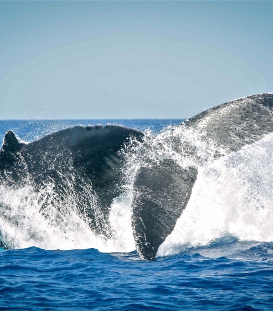 Whale Watching With Island Tour Centre