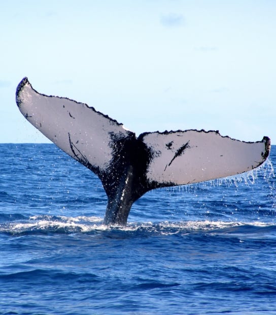 BZS Whale Watching