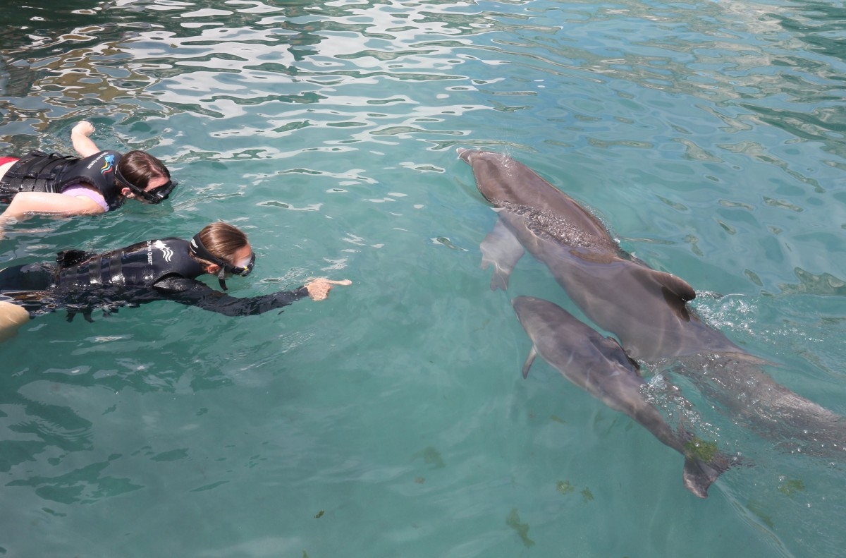 Dolphin Quest Bermuda – Discover Baby Dolphins