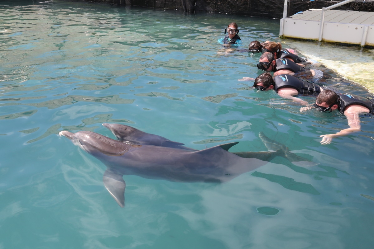 Dolphin Quest Bermuda – Bailey's Calf Born June 1st 2019