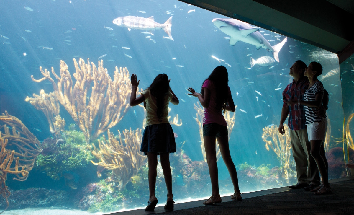 Bermuda Aquarium, Museum & Zoo (BAMZ) – BAMZ
