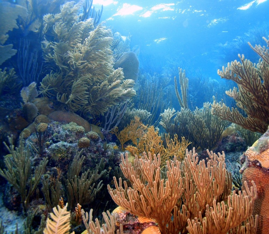 Deep Blue Dive Training Center – Deep Blue Dive