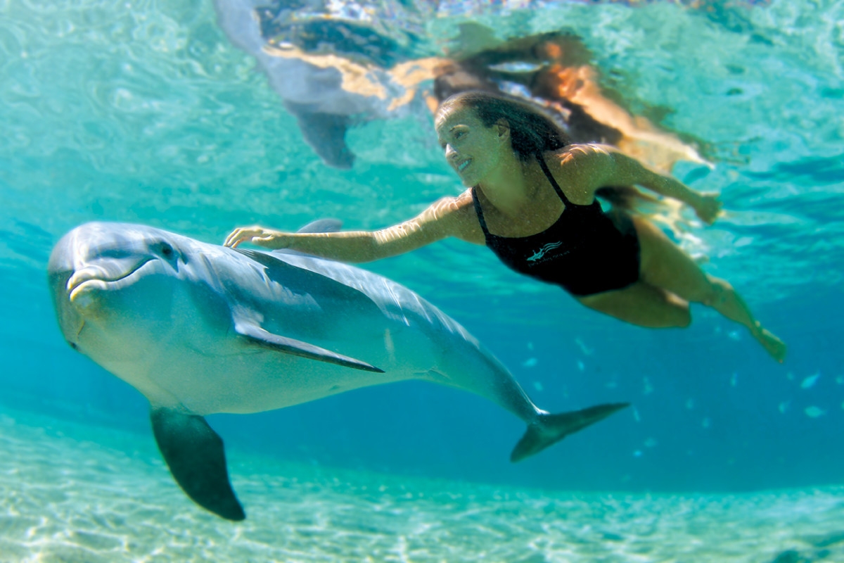 Dolphin Quest Bermuda – Dolphin Quest