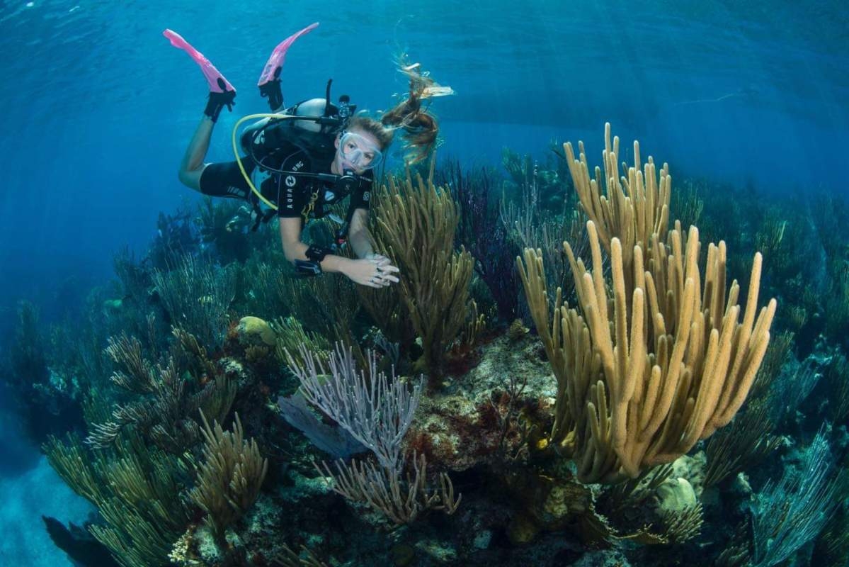 Dive Bermuda at Fairmont Southampton – Beautiful Reef Sites